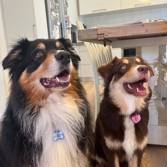 2 כלבים עם תגים חכמים